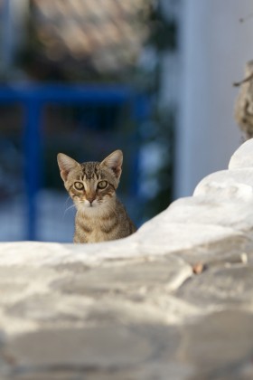 Greklands katter